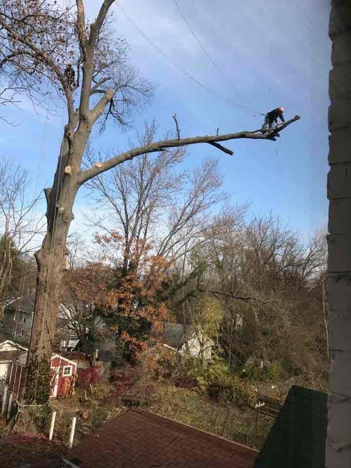 Man Cutting Tree Branches — Tree Service in Cedar Hill, MO