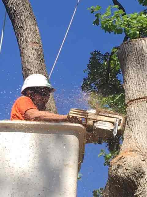 Man Cutting Tree Using Chainsaw — Tree Service in Cedar Hill, MO