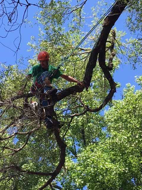 Tree Cutting — Tree Service in Cedar Hill, MO