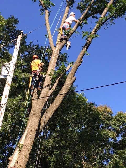 Two Man on the Tree — Tree Service in Cedar Hill, MO