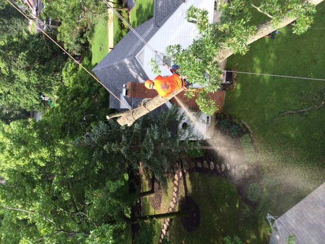 Man Trimming Trees — Tree Service in Cedar Hill, MO