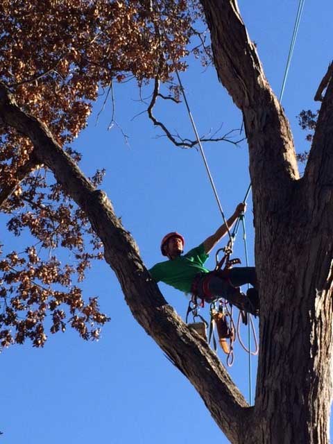 Man on top of the Tree — Tree Service in Cedar Hill, MO