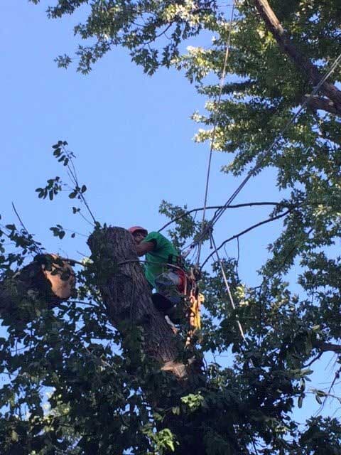 Man Cutting Trees — Tree Service in Cedar Hill, MO