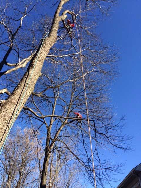 Two Man Trimming Tall Trees — Tree Service in Cedar Hill, MO