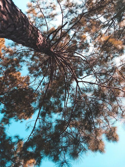 View of a Tree From The Ground — Fenton, MO — Baumann Tree