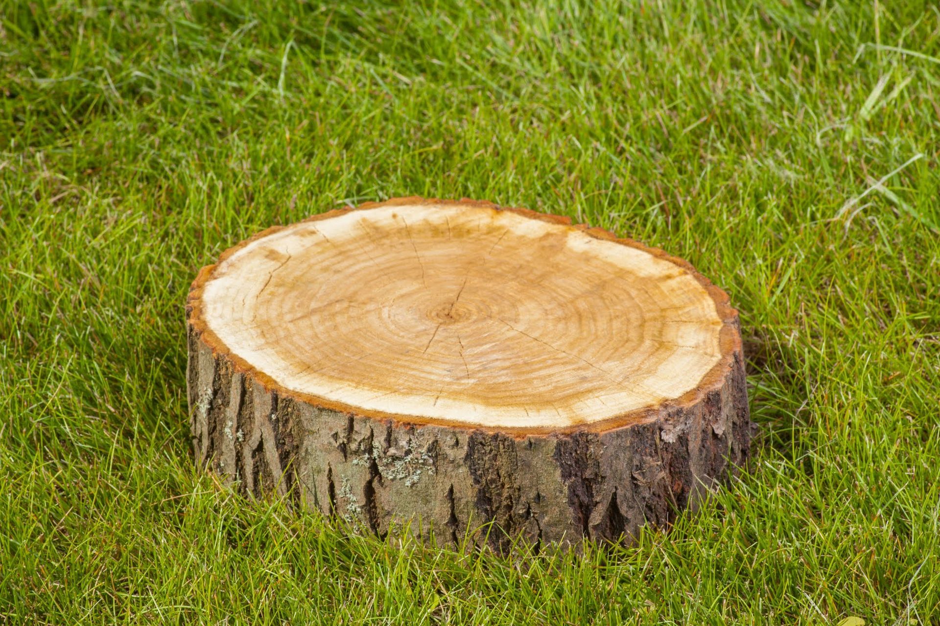 Wooden tree stump on green grass.