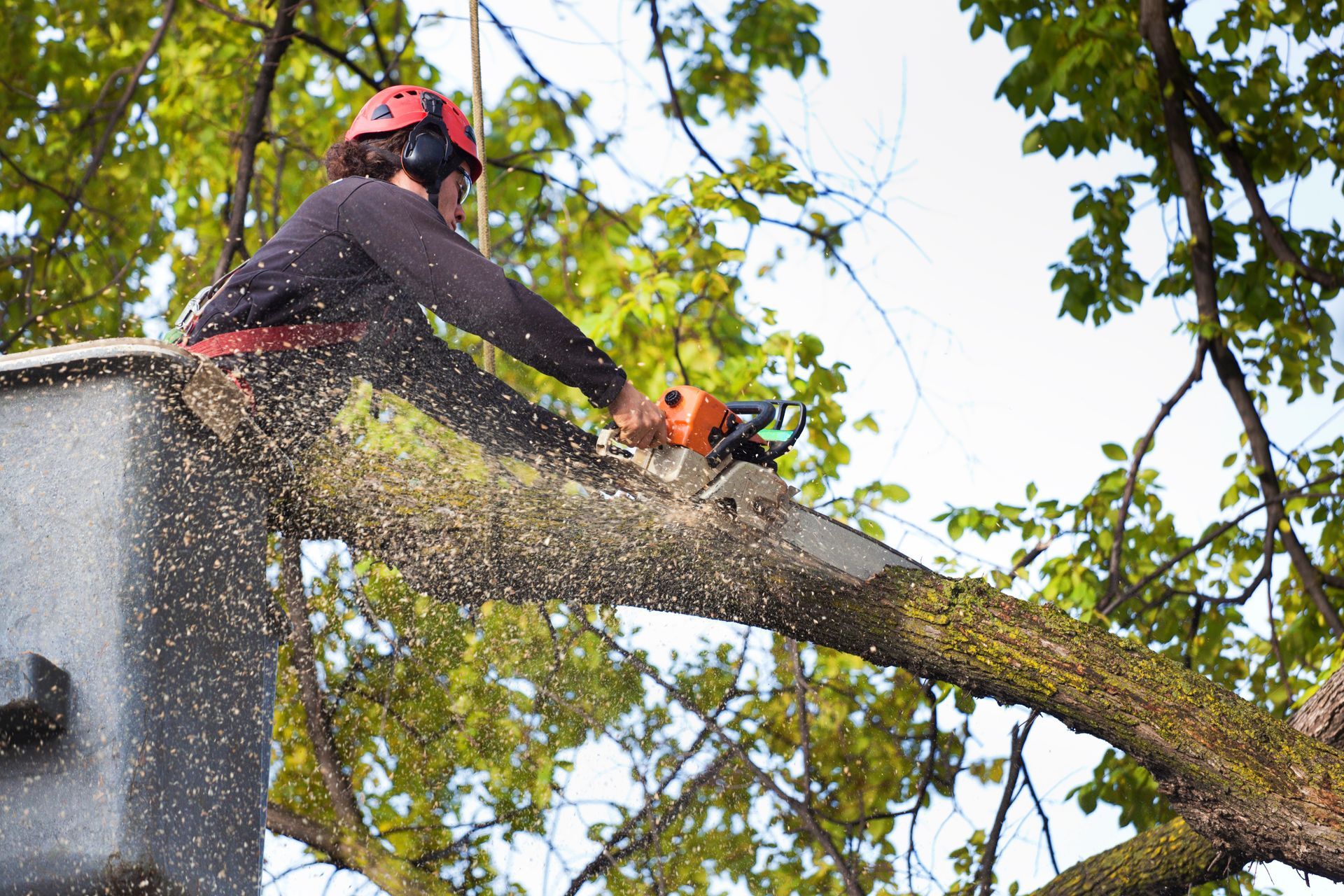 Tree removal professional cutting large branch with chainsaw from bucket truck during pruning.