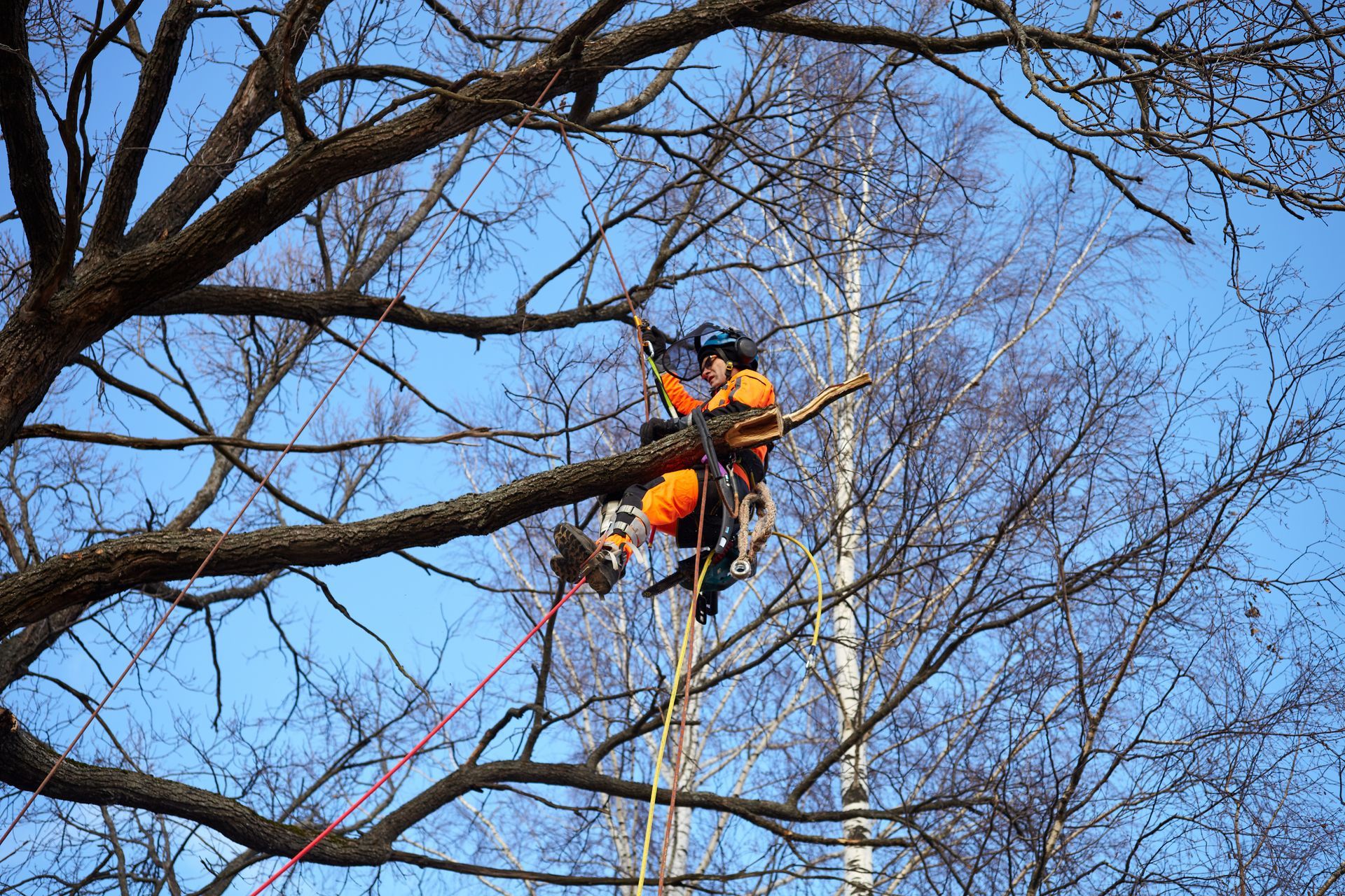 A man performs tree care service work in a lush forest, carefully tending to a large tree.