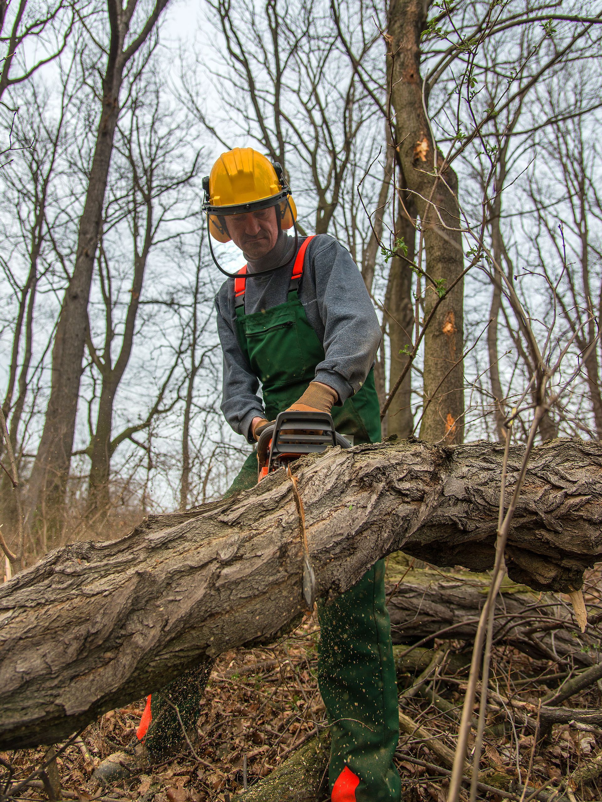 A professional landscaper cutting large tree limbs safely during a tree removal service. A professional landscaper cutting large tree limbs safely during a tree removal service.