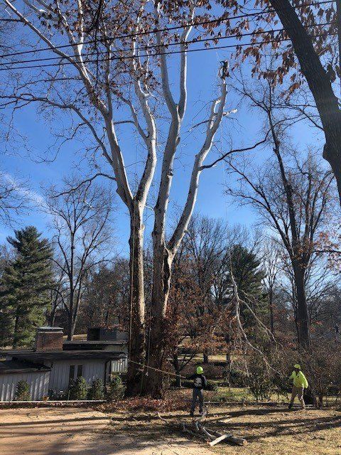 Workers Cutting Down The Tree — Fenton, MO — Baumann Tree