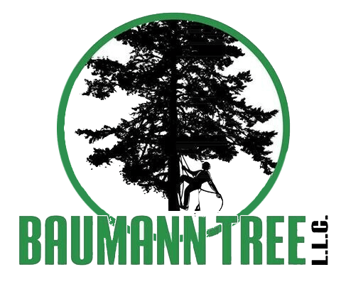 Baumann Tree