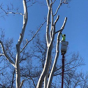 Man On Lifting Crane  — Tree Service in Cedar Hill, MO