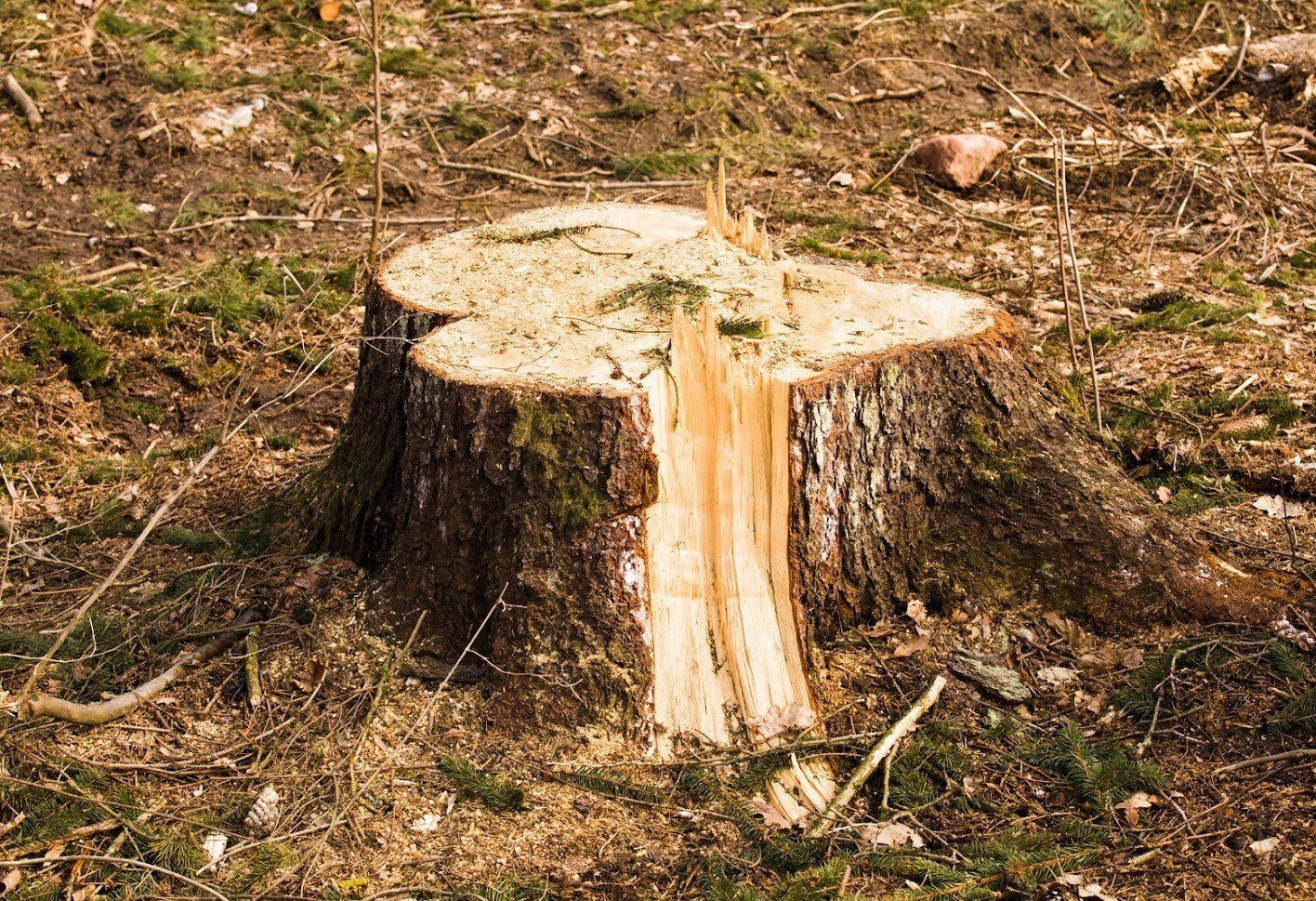 Tree Stumps — Fenton, MO — Baumann Tree