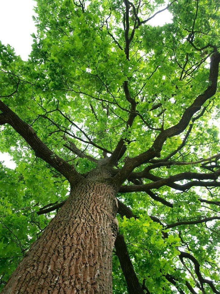 Big Oak Tree — Fenton, MO — Baumann Tree Big Oak Tree — Fenton, MO — Baumann Tree