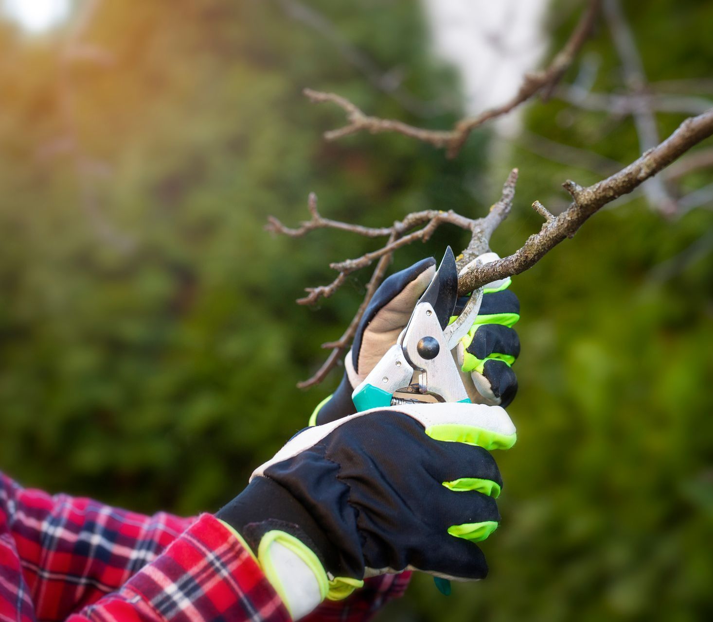 An example of tree services in St. Louis, MO