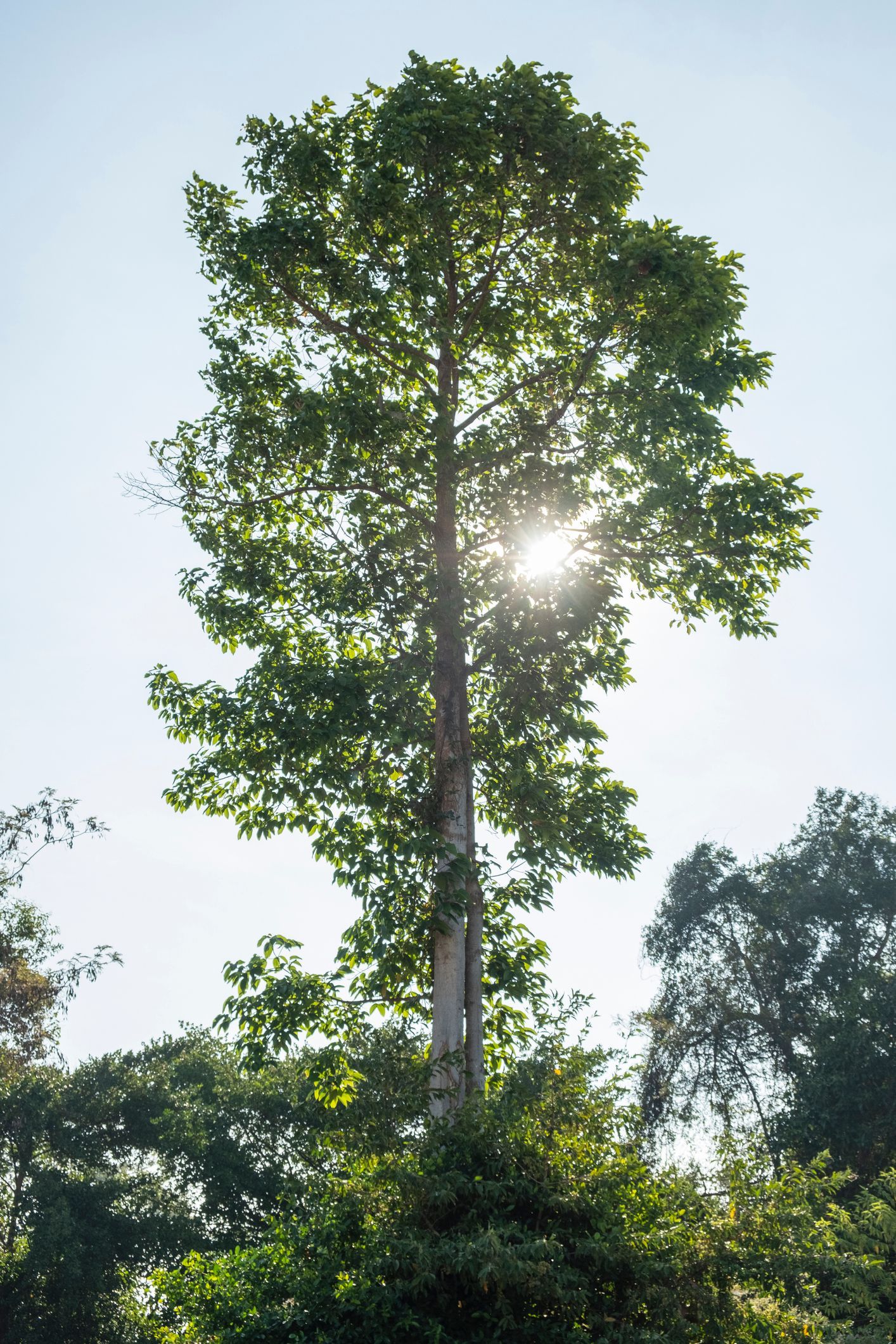 Farmer using tractor to clear large uprooted tree and branches in rural field.