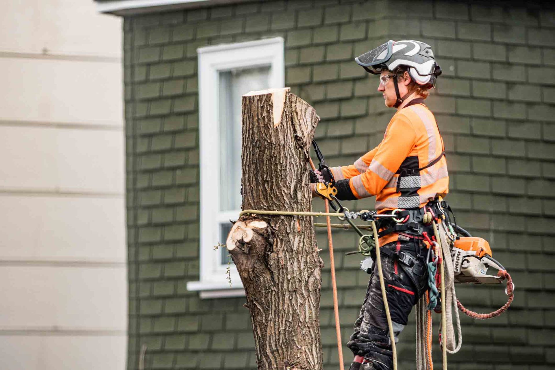 Professional tree removal service, young man safely cutting tree in urban backyard | Baumann Tree | 