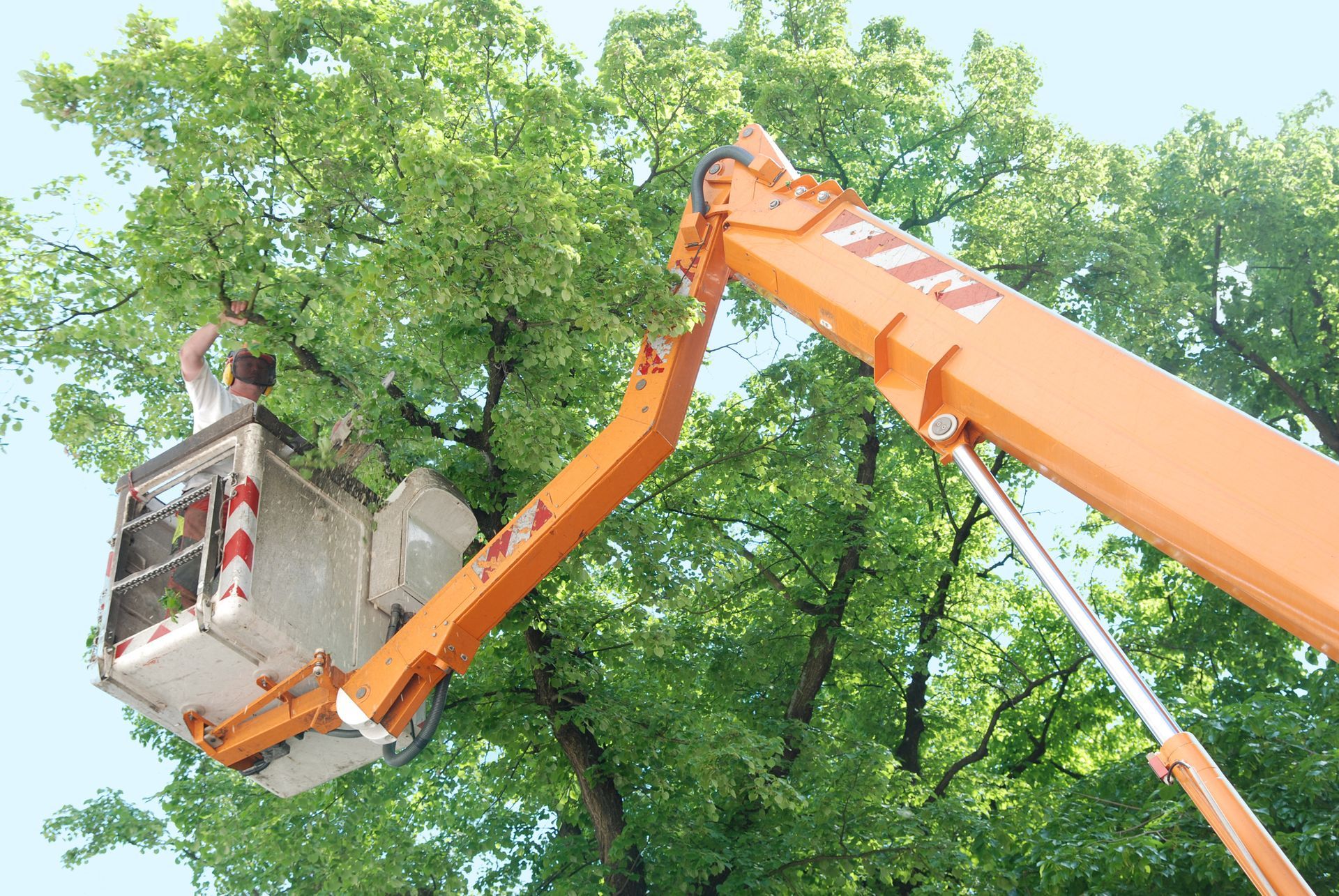 A man is sitting in a bucket on a crane working on a tree.