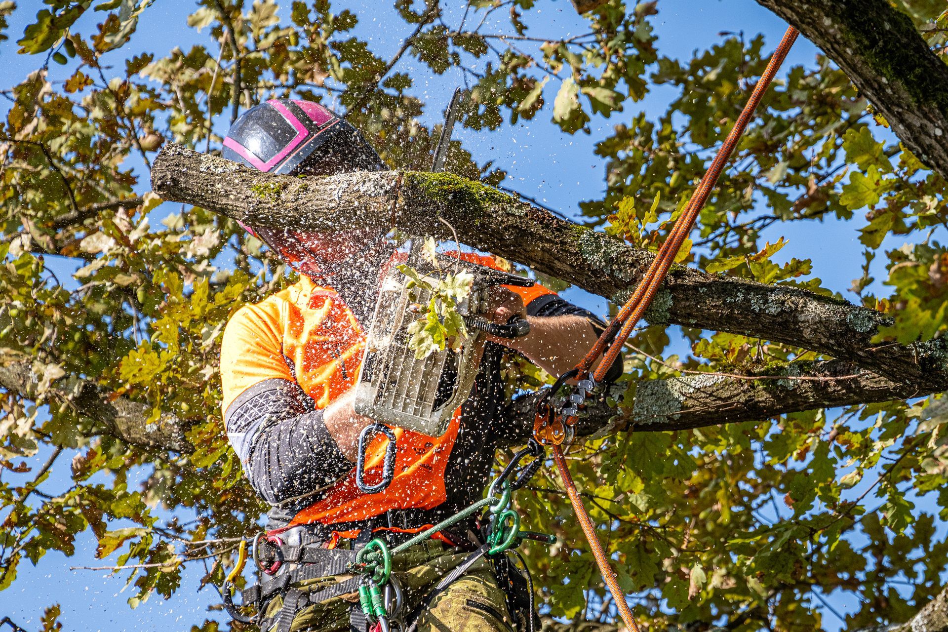 Certified arborist performing tree trimming with chainsaw during professional climb.