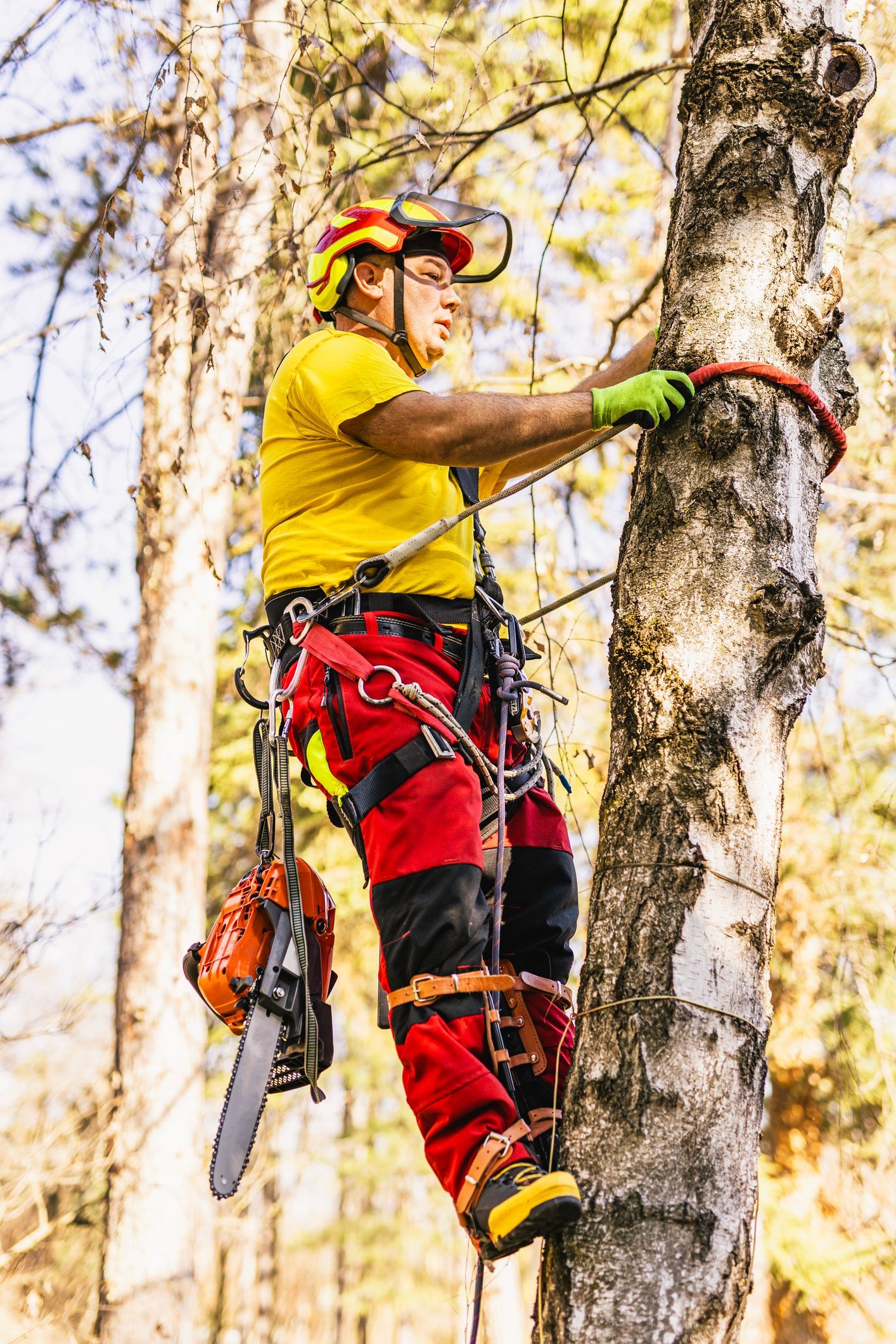 An arborist in safety gear climbing a tree with a chainsaw attached to a harness