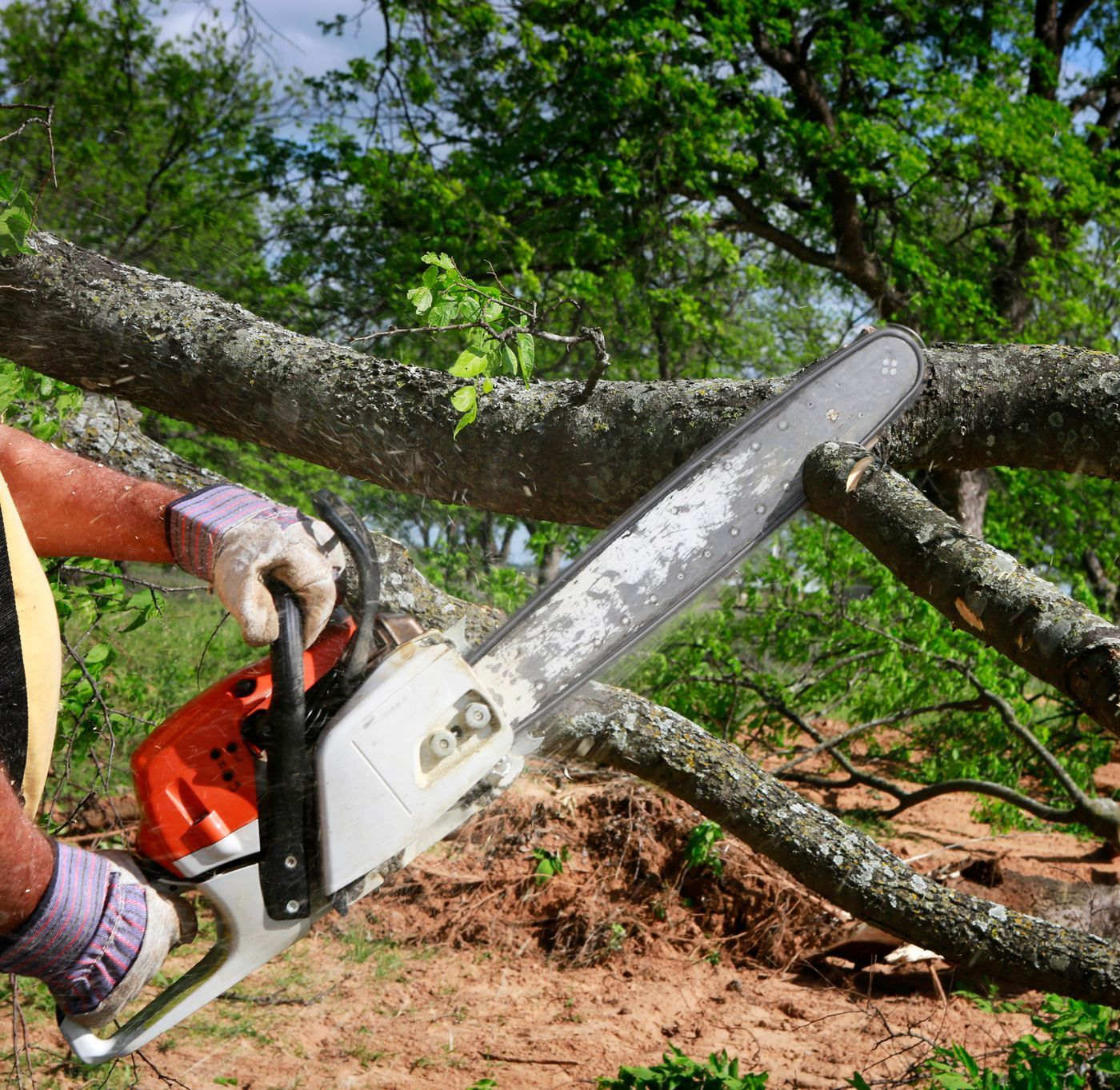 Tree Trimming Around St Louis, MO