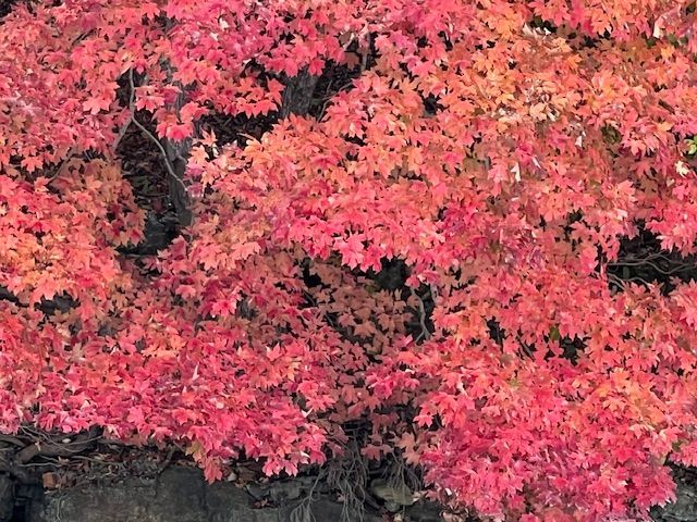 Person in a lift basket pruning a tree with a chainsaw, outdoors.