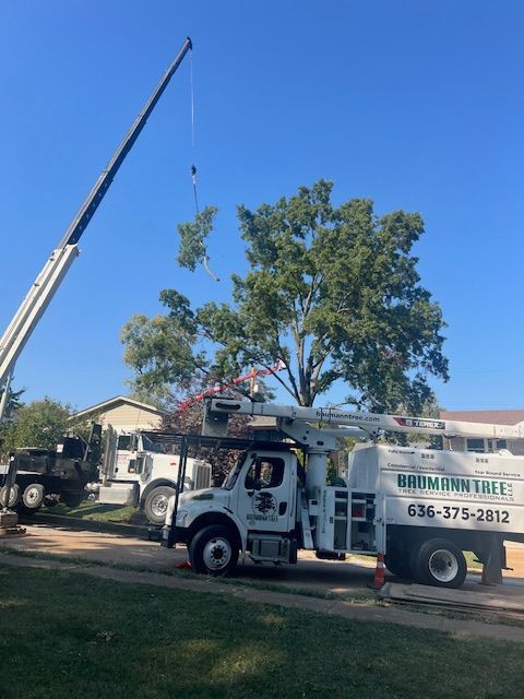 Worker Trimming Tree Branch — Fenton, MO — Baumann Tree Tree Trimming Around St Louis, MO