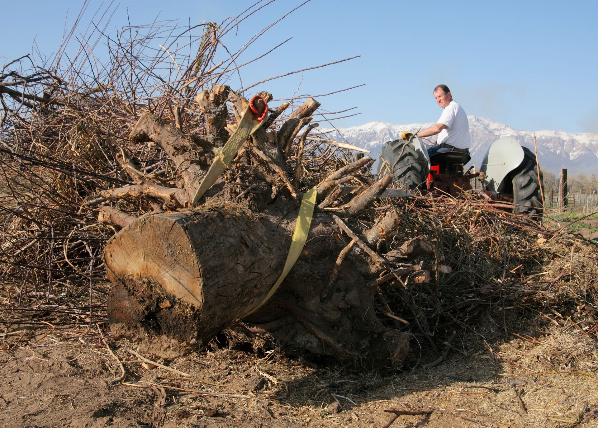 Farmer using tractor to clear large uprooted tree and branches in rural field.