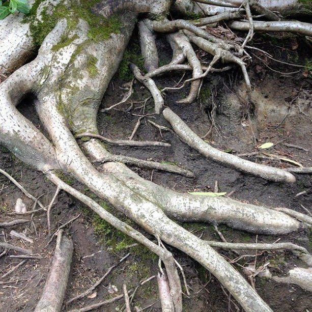 Huge Roots — Fenton, MO — Baumann Tree
