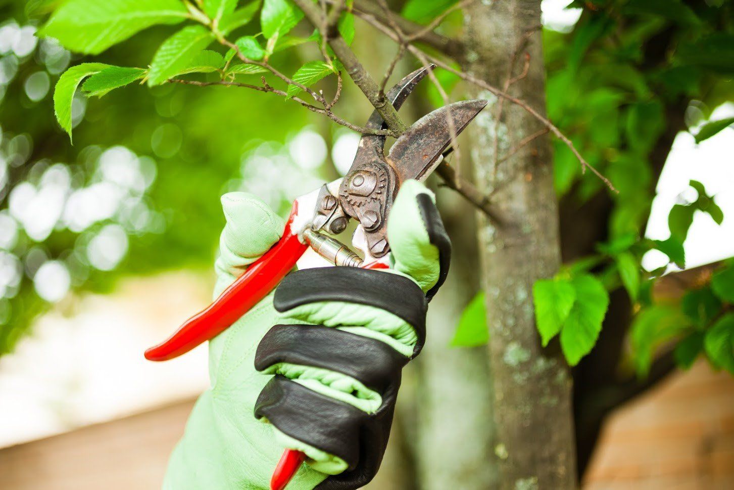 Man Trimming Trees With Shears — Fenton, MO — Baumann Tree