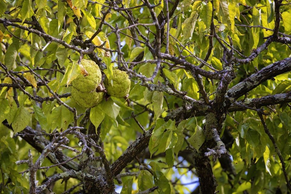 Osage Orange Tree — Fenton, MO — Baumann Tree