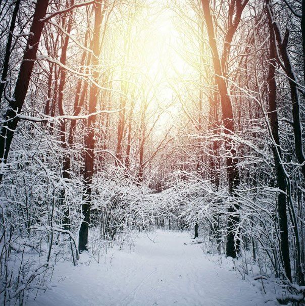 Tress Covered With Snow — Cedar Hill, MO — Baumann Tree Tress Covered With Snow — Cedar Hill, MO — Baumann Tree