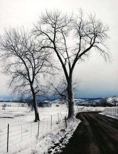 Old Tree on Snow Season — Fenton, MO — Baumann Tree
