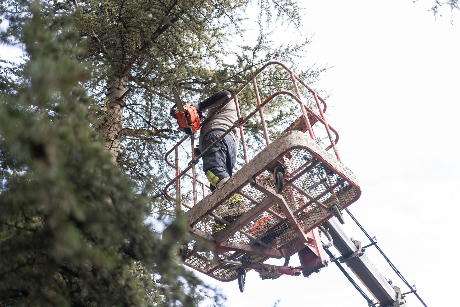 Person using a chainsaw from a lift to trim a tree.