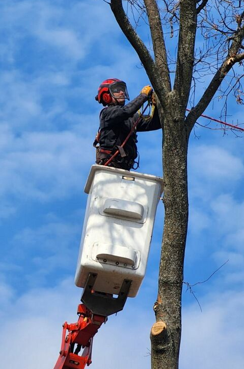 Tree Care Service Fenton MO Tree Care Service Fenton MO