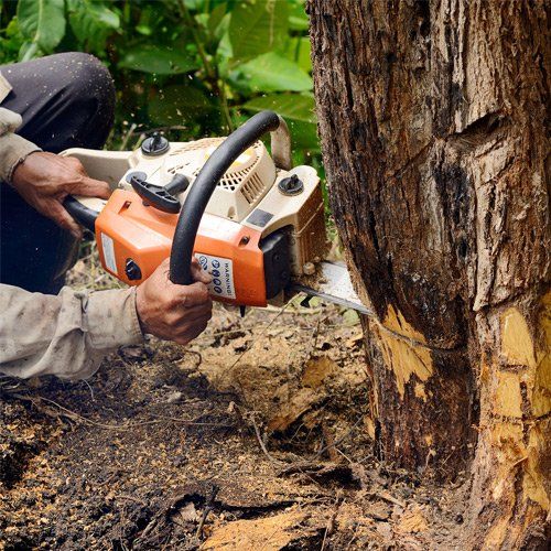 Tree services being performed in St. Louis, MO