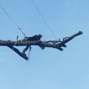 Man on Tree — Tree Service in Cedar Hill, MO