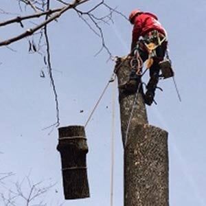 Man on Tree — Tree Service in Cedar Hill, MO Man on Tree — Tree Service in Cedar Hill, MO