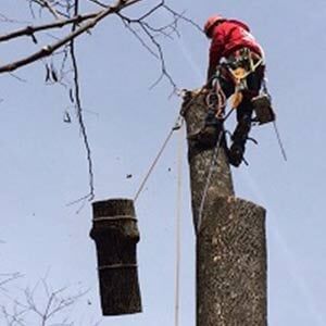 Man on Tree — Tree Service in Cedar Hill, MO