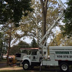 White Truck — Tree Service in Cedar Hill, MO White Truck — Tree Service in Cedar Hill, MO