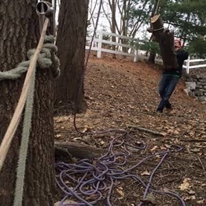 Man Pulling Trunk — Tree Service in Cedar Hill, MO