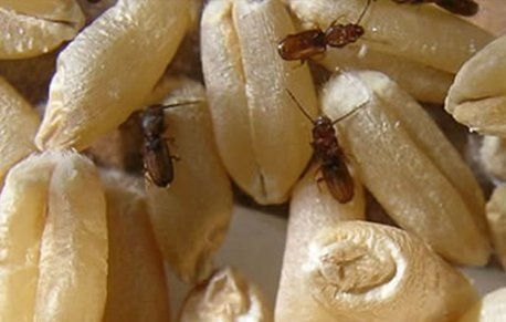 bugs in grain - Command Pest Control LTD