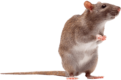 Command Pest Control Rat
