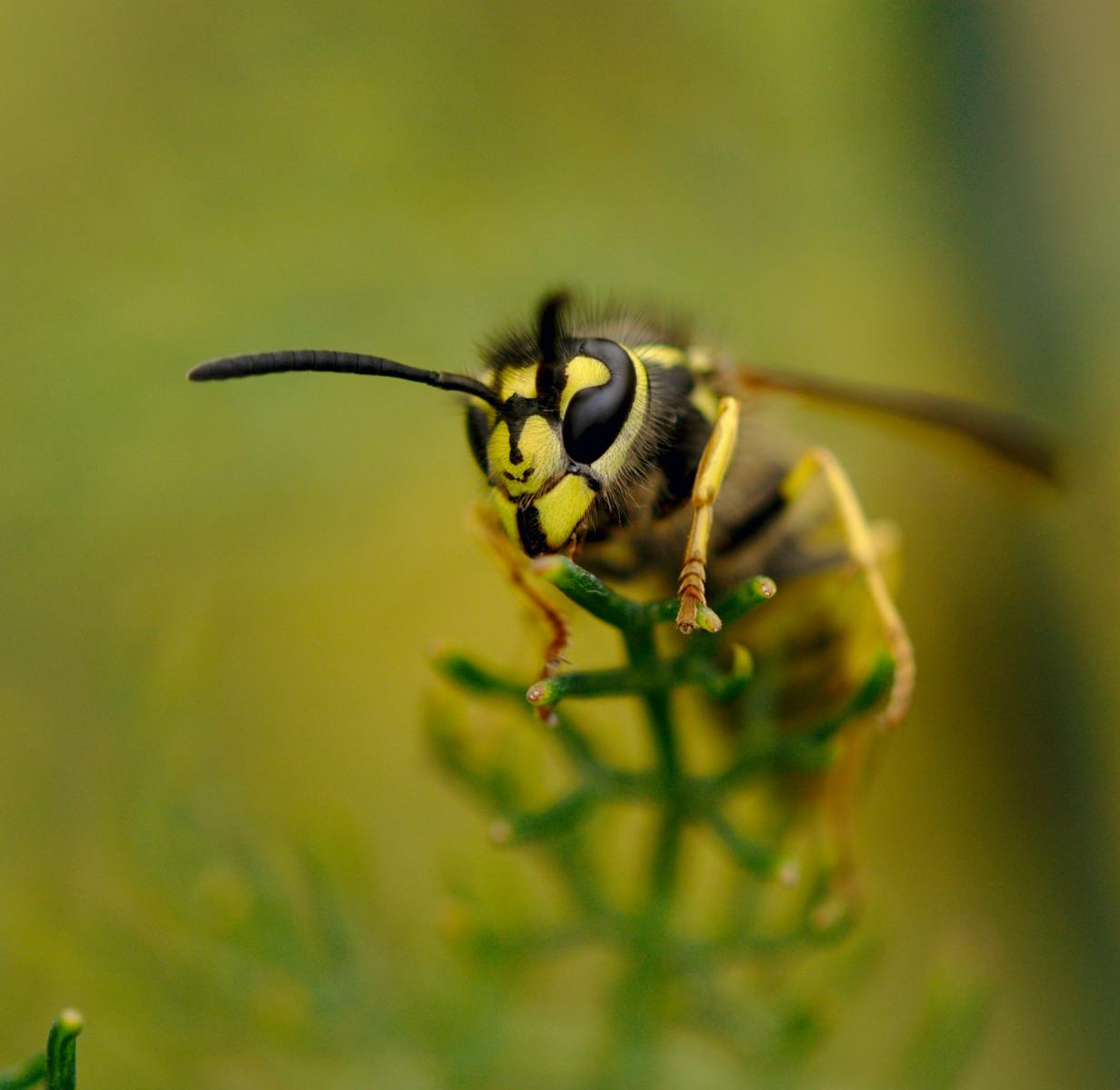 Wasp