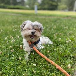 A small dog is laying in the grass on a leash.