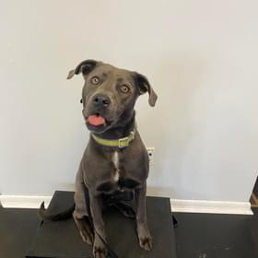 A dog is sitting on a table with its tongue hanging out.