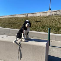 A black and white dog on a leash is sitting on a concrete curb.