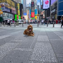 A dog is laying on the sidewalk in front of a lg sign