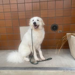 A white dog is sitting on the ground with a leash around its neck.