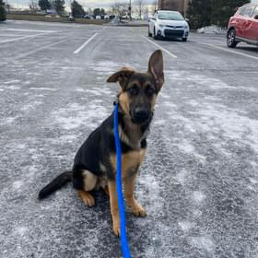 A german shepherd puppy is sitting on the side of the road on a leash.